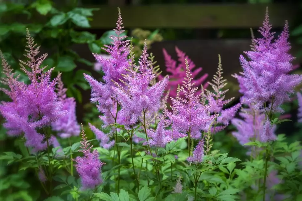 how to grow astilbe