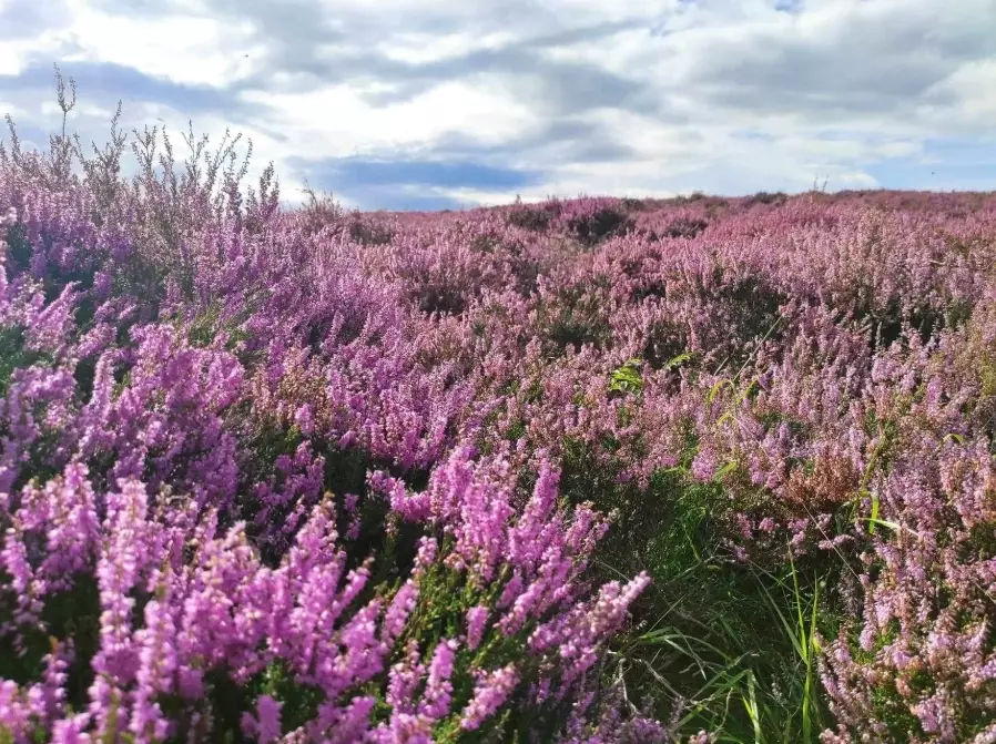 growing heather