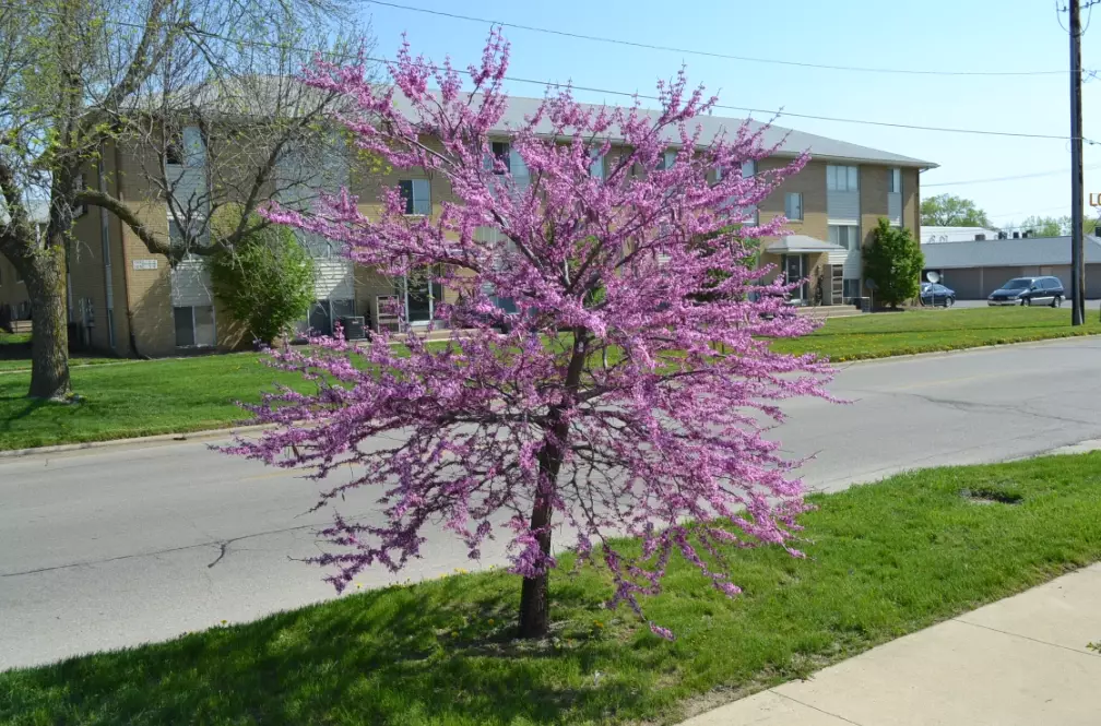 redbud tree problems