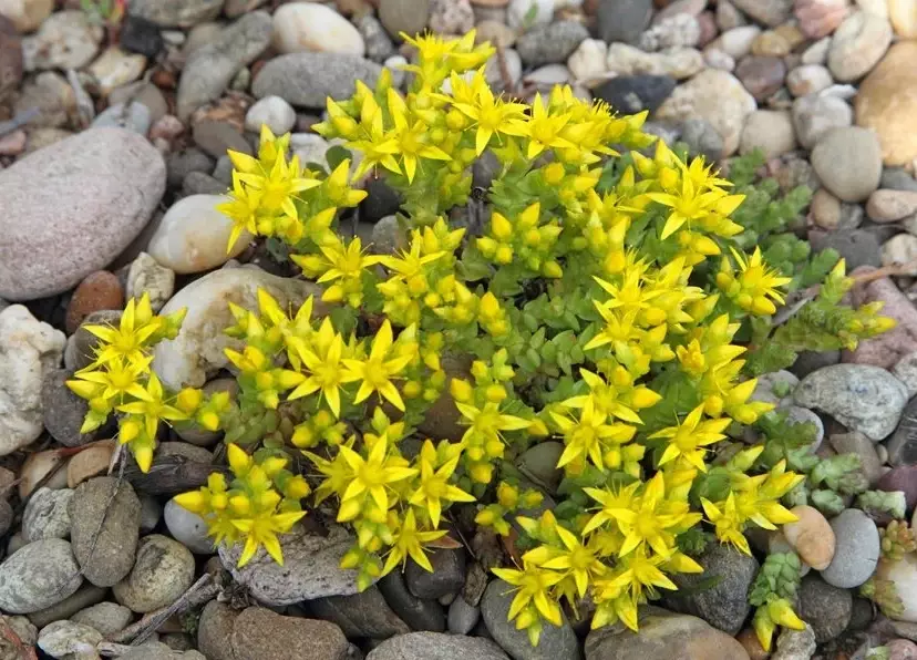 sedum varieties