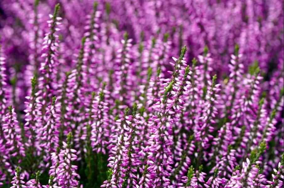 winter heather plants