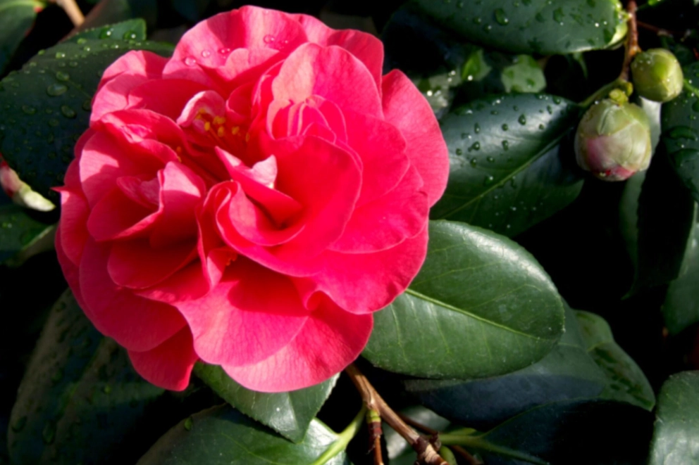 camellia japonica varieties