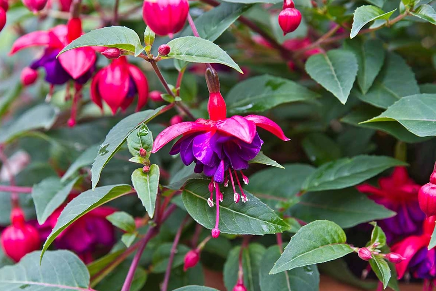 growing fuchsias