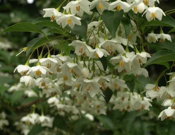 snowbell tree landscaping snowbell tree landscaping