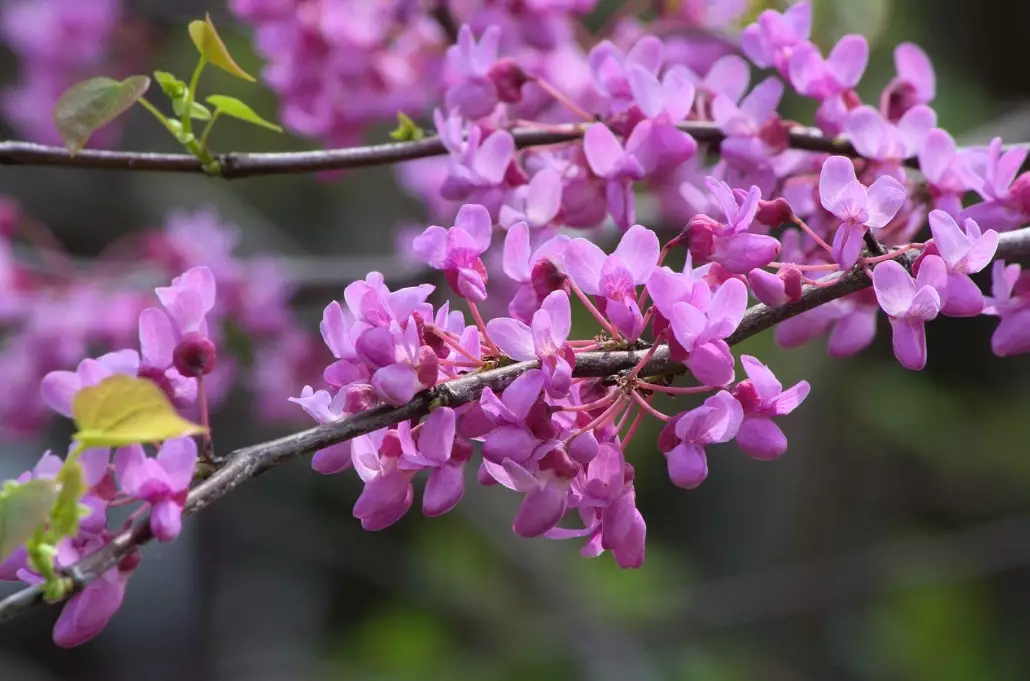 redbud tree problems