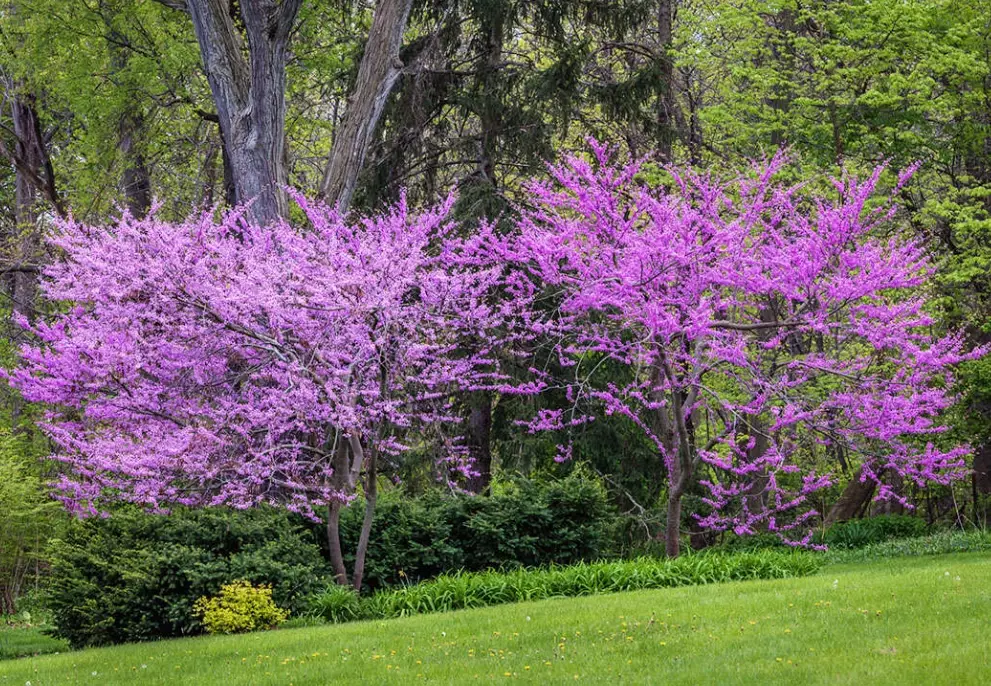 how to plant redbud tree