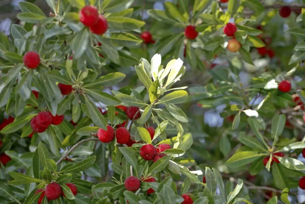 madrone tree care madrone tree care