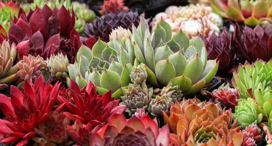 hens and chicks plant