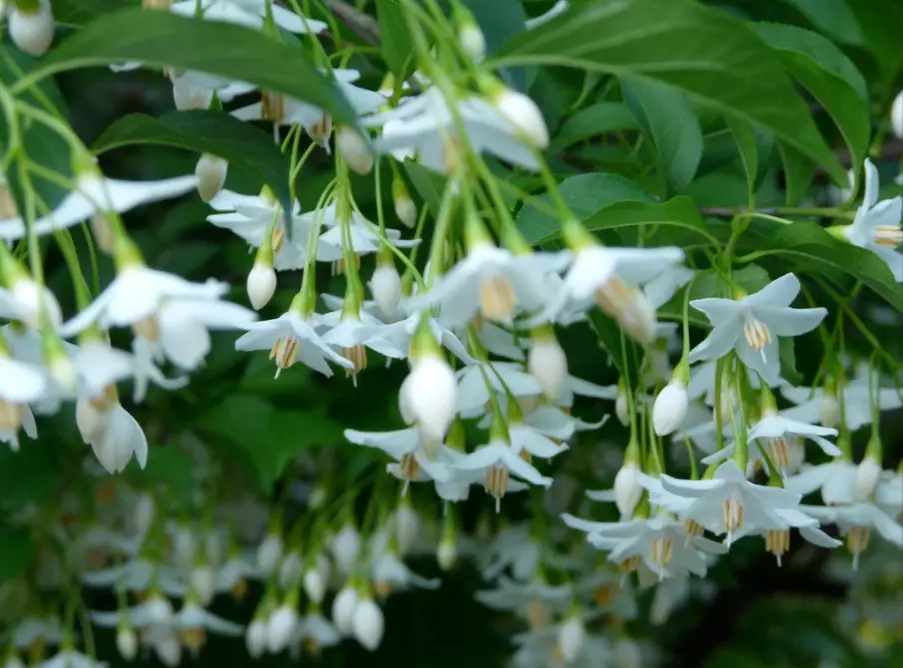 Styrax japonicus planting Styrax japonicus planting