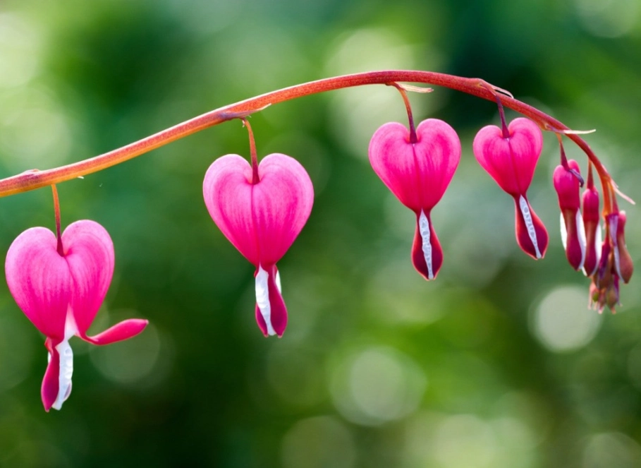 how to grow bleeding hearts how to grow bleeding hearts