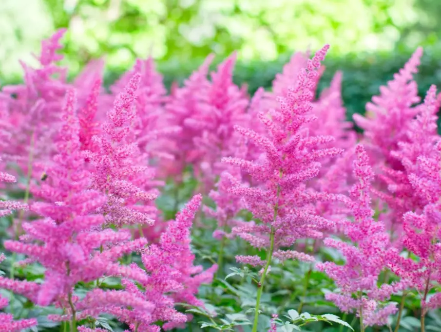 astilbe varieties