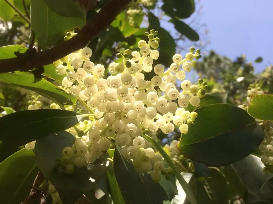 pacific madrone facts