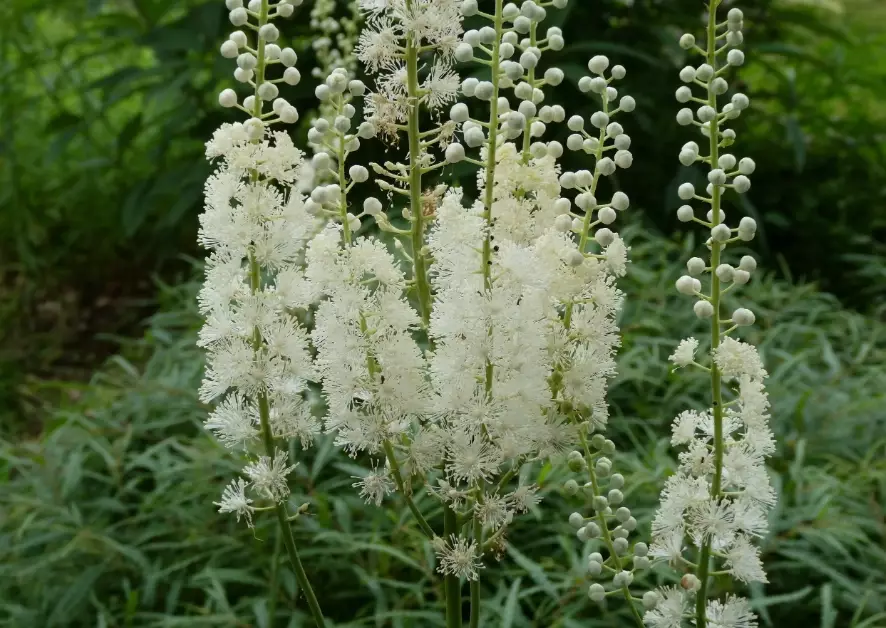 bugbane plant bugbane plant