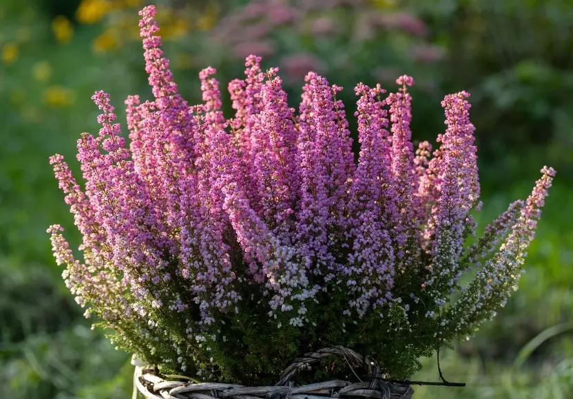 heather plant care