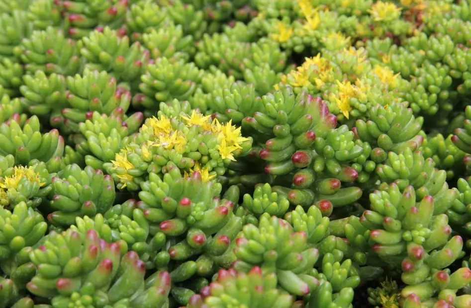 sedum ground cover sedum ground cover