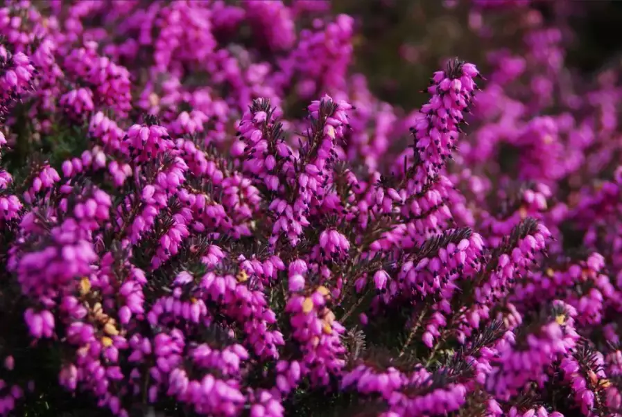 heather plant species