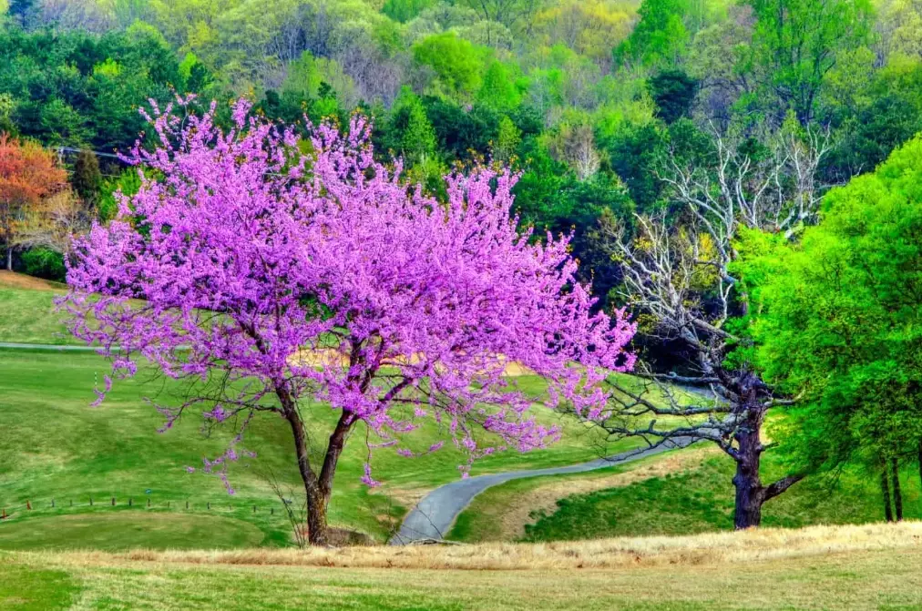 how to plant redbud tree