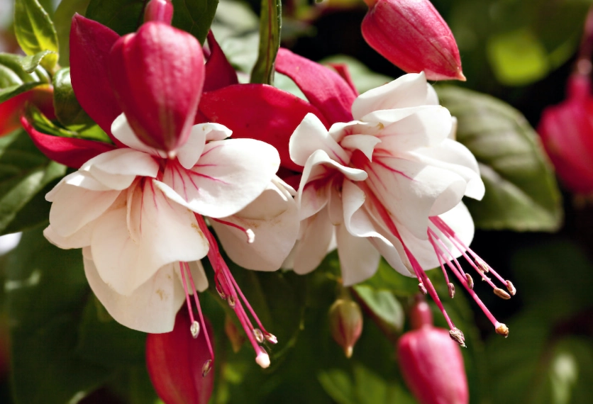 growing fuchsias