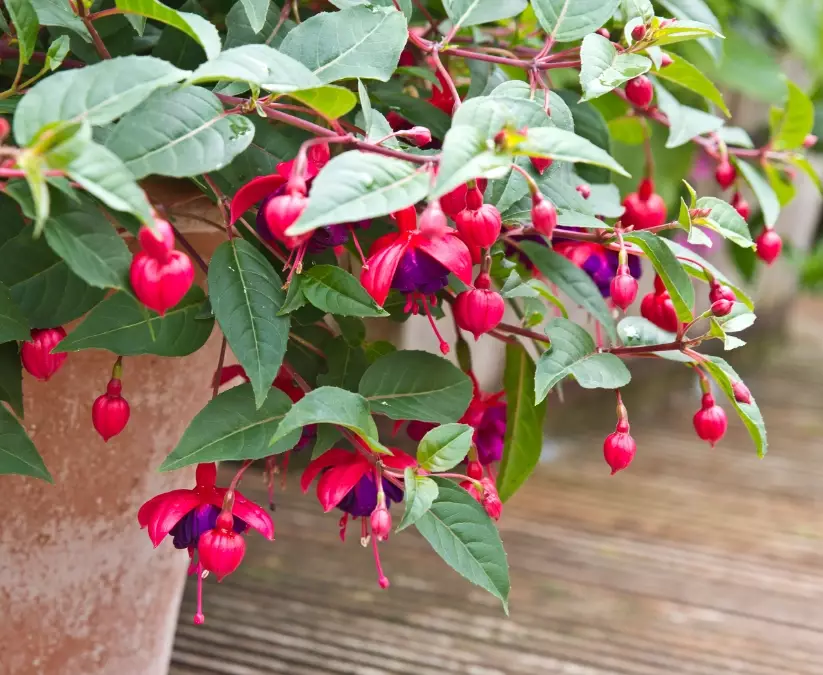 fuchsia plant