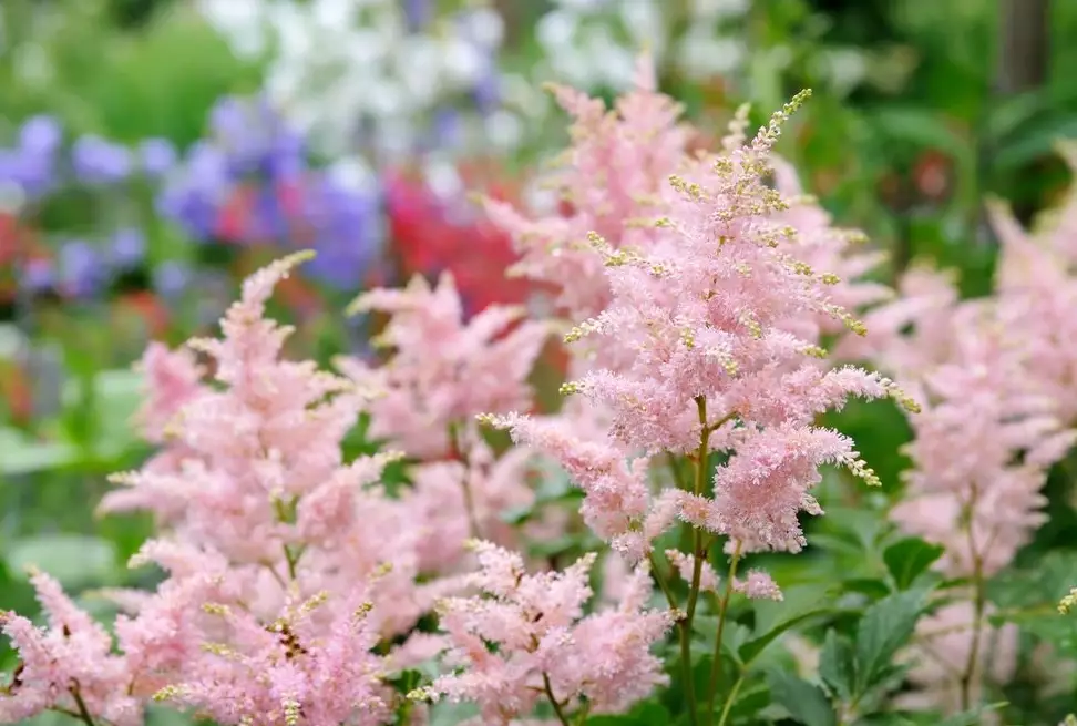 how to grow astilbe