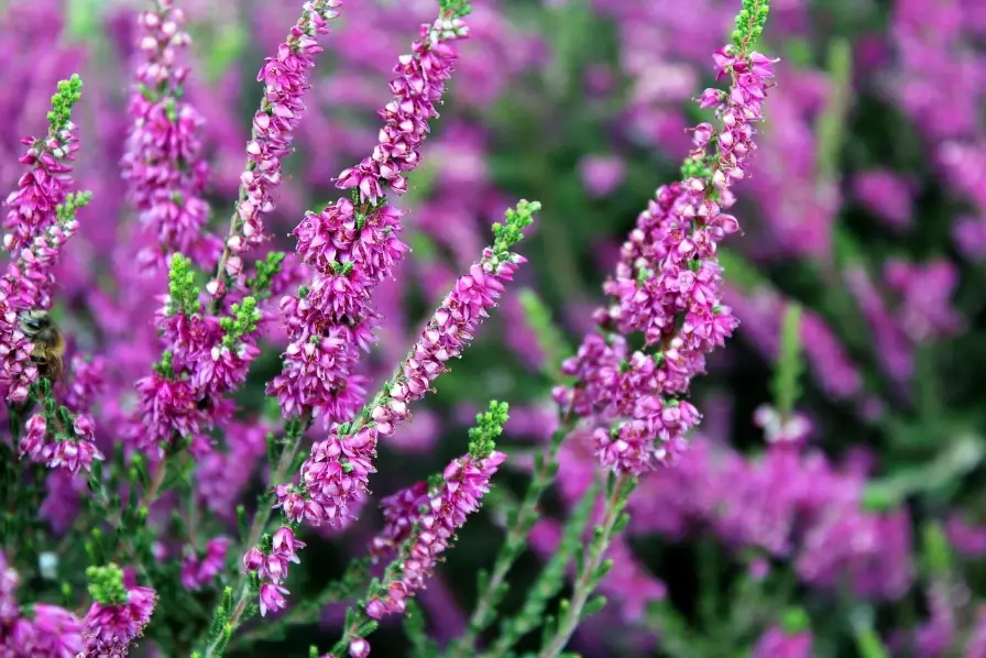 how to grow heather