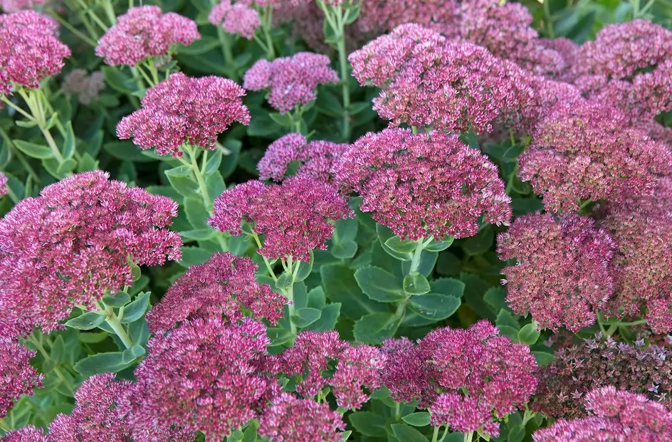sedum varieties sedum varieties