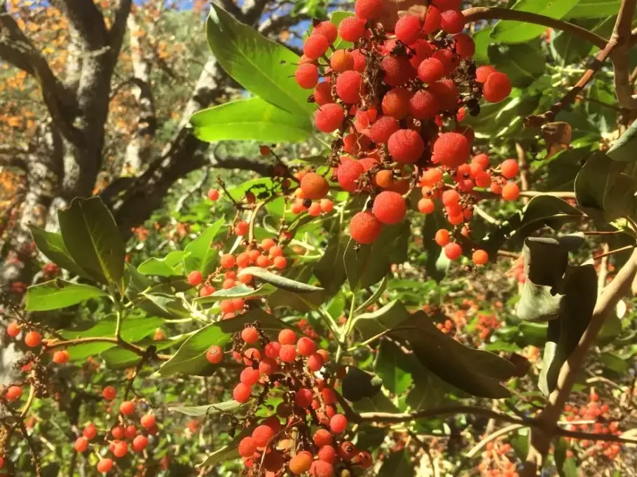 arbutus tree identification arbutus tree identification