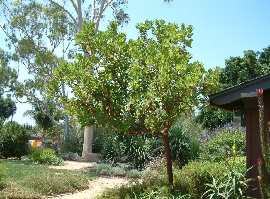 pacific madrone facts pacific madrone facts