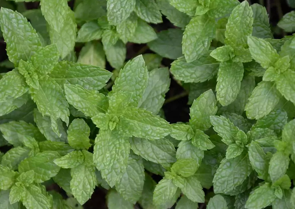 mint plant uses
