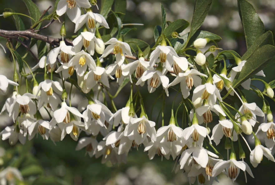 snowbell tree landscaping snowbell tree landscaping
