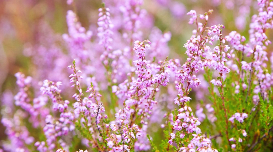 how to grow heather