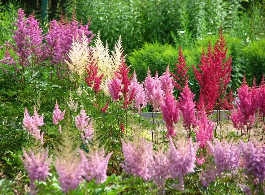 astilbe varieties