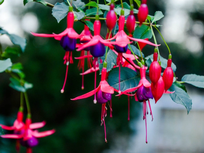 hardy fuchsia varieties