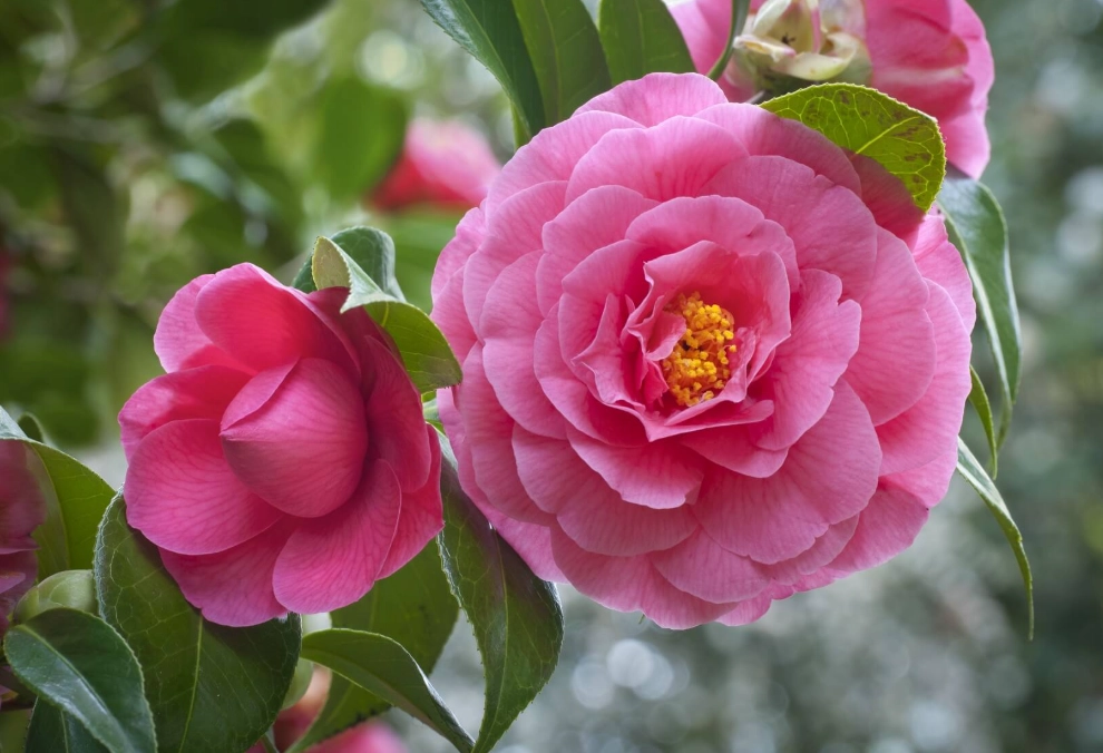 winter blooming camellias