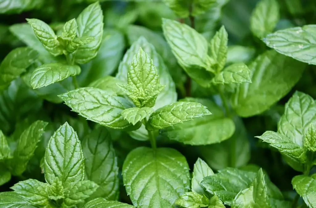 how to grow mint