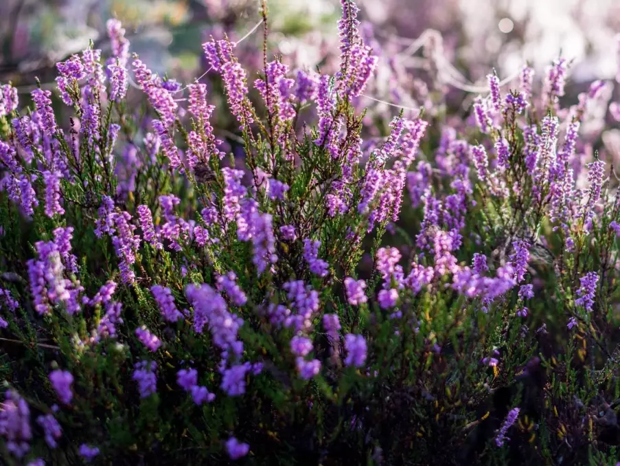 heather plant
