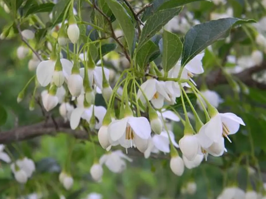 Styrax japonicus planting Styrax japonicus planting