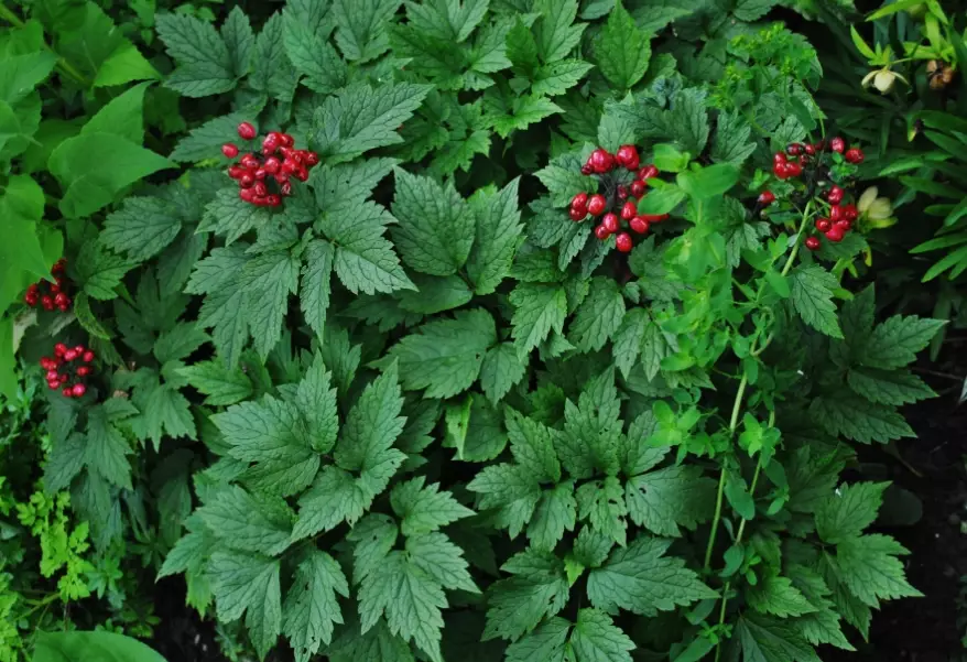 baneberry growing baneberry growing