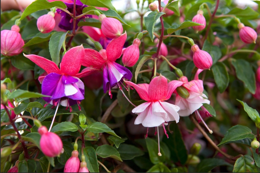 hardy fuchsia varieties