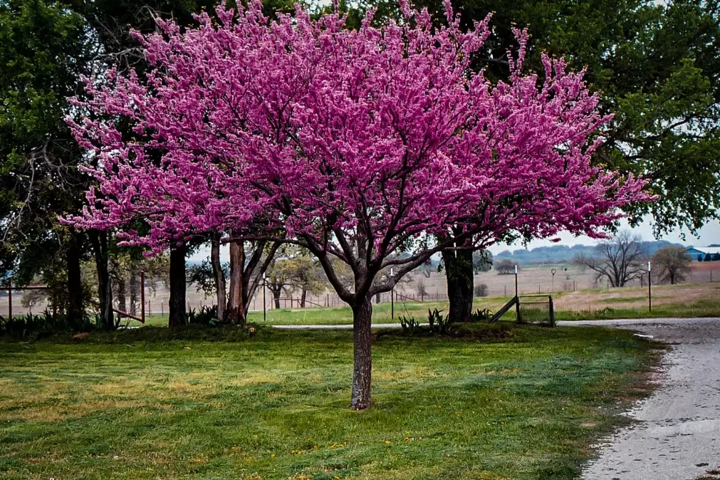redbud tree