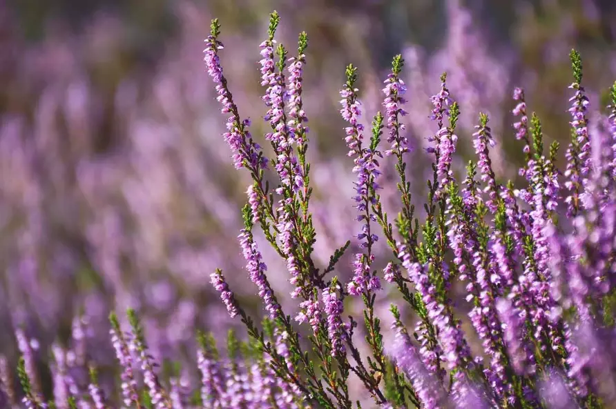 winter heather plants