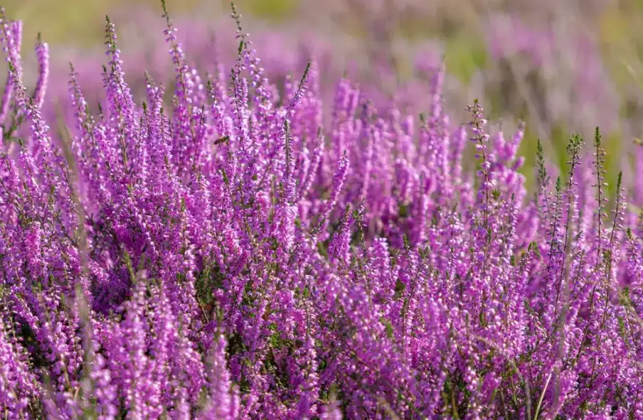growing heather