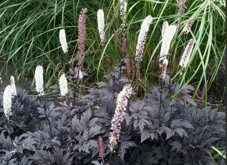 actaea plant care actaea plant care