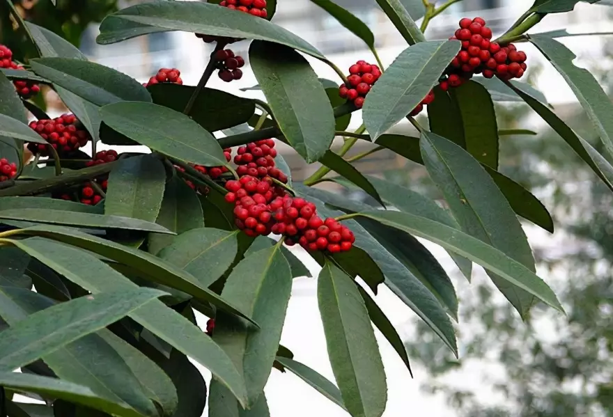 winter blooming shrubs winter blooming shrubs