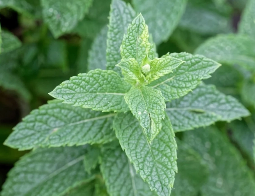 mentha plant