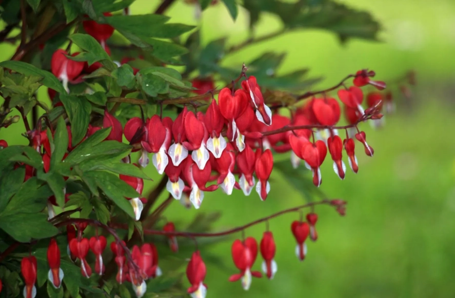 shade loving perennials