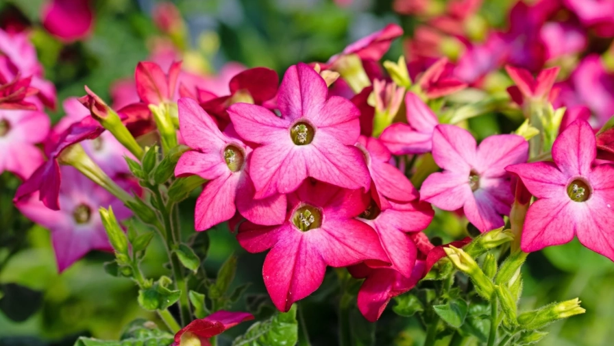 nicotiana flowering plant
