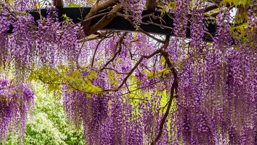 wisteria care wisteria care