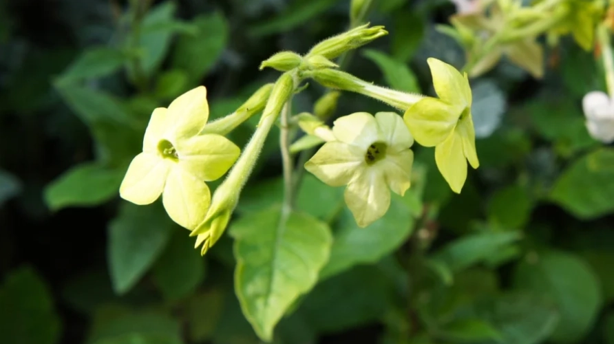 night blooming flowers night blooming flowers