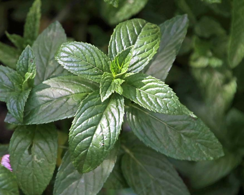 growing mint